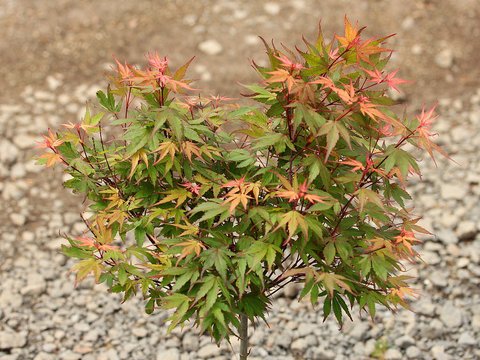 Acer palmatum Kuro hime