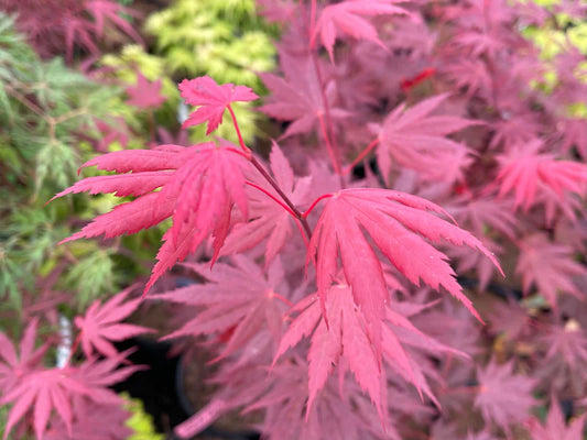 Acer shirasawanum Gloria