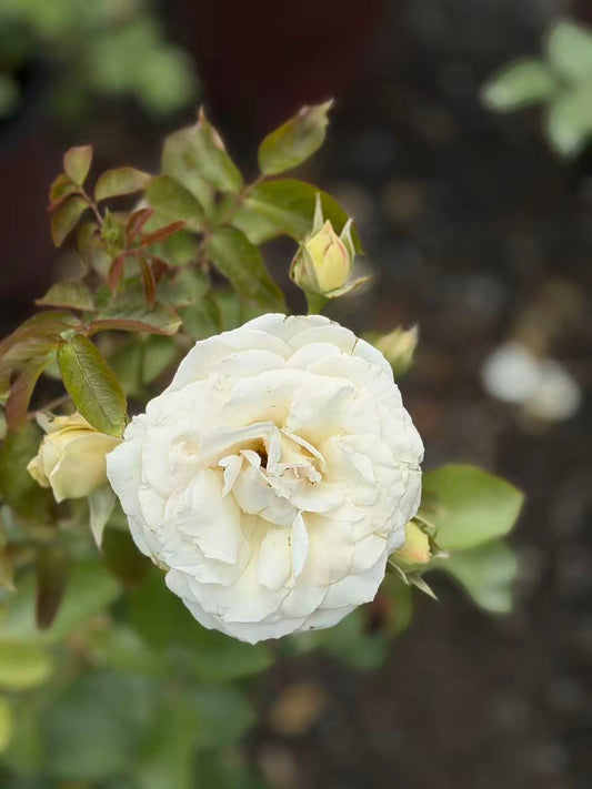 Eden Climber® White