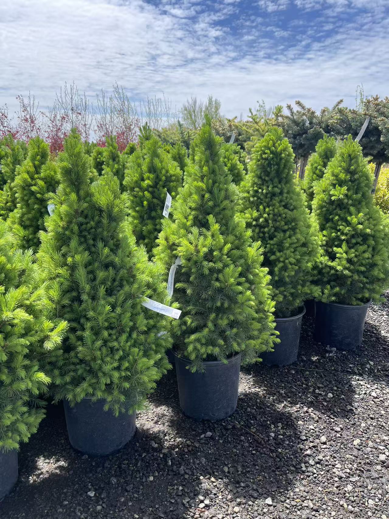Dwarf Alberta Spruce