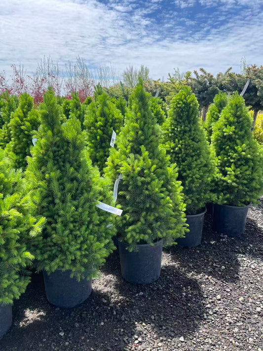 Dwarf Alberta Spruce