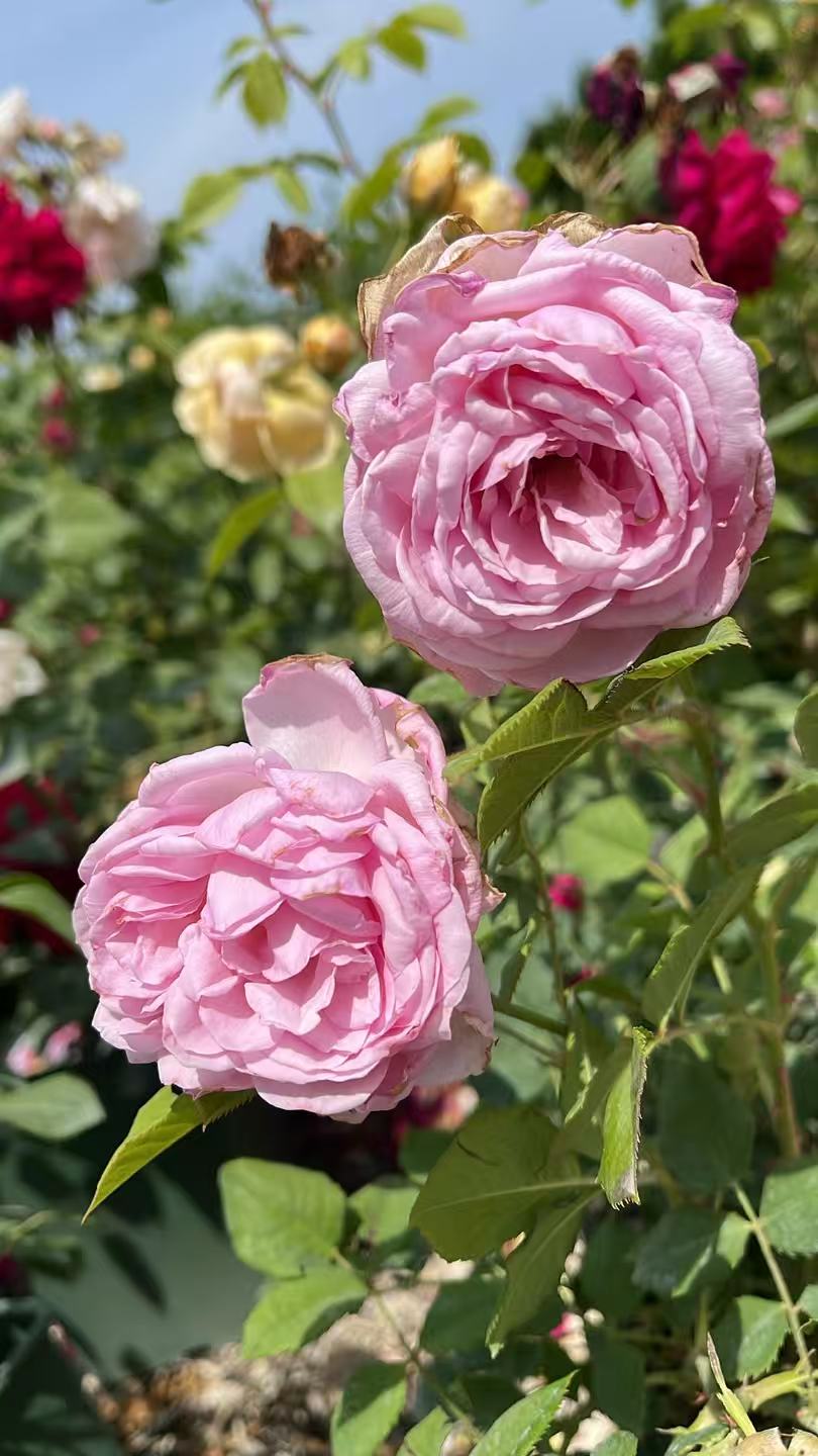 Shrubs & Flowers Toronto – zforcefarm