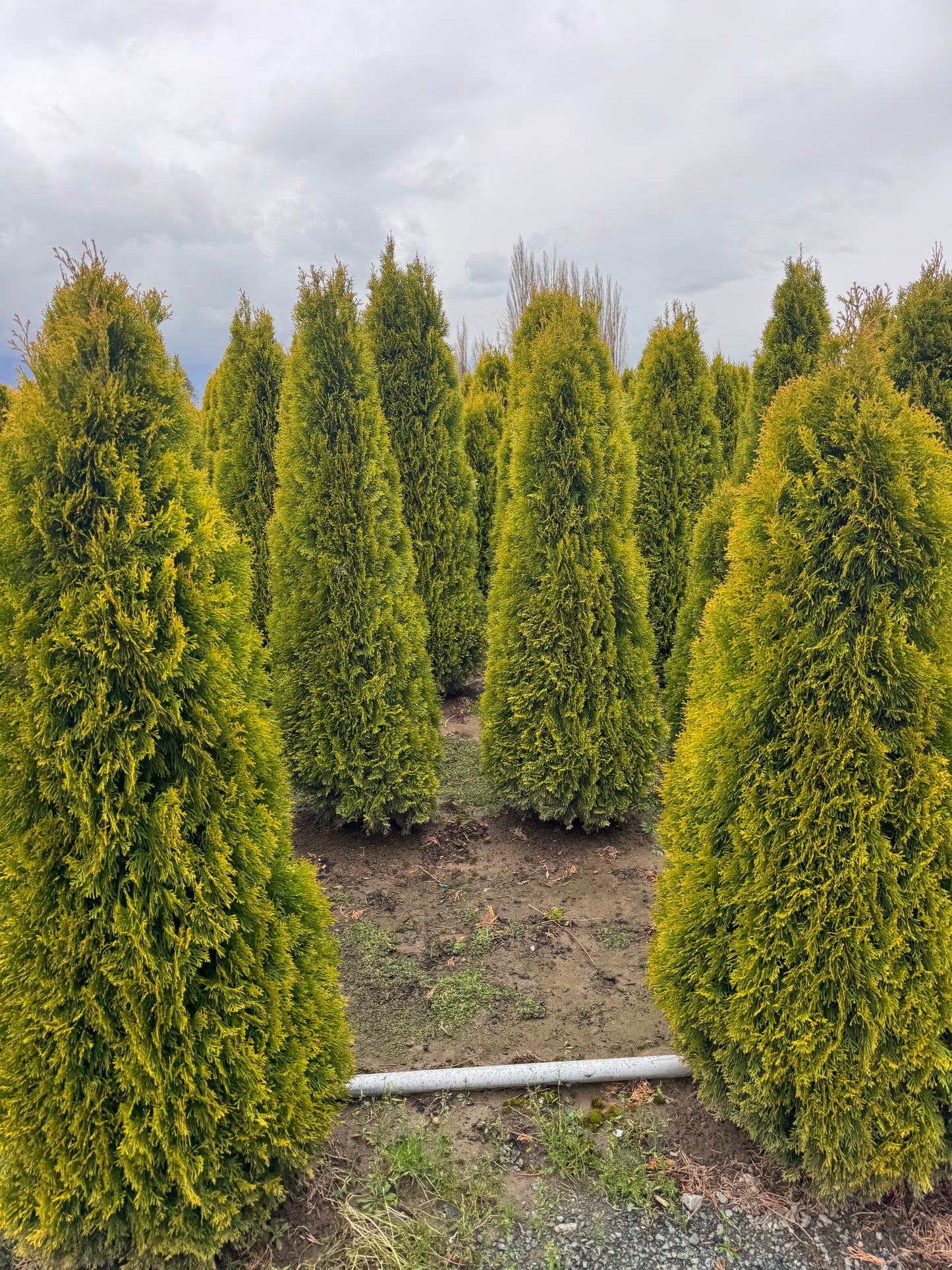 Gold Cedar