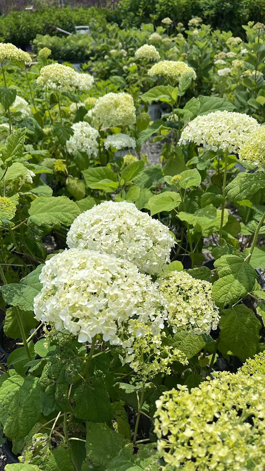 Hydrangea Arborescens 'Annabelle'