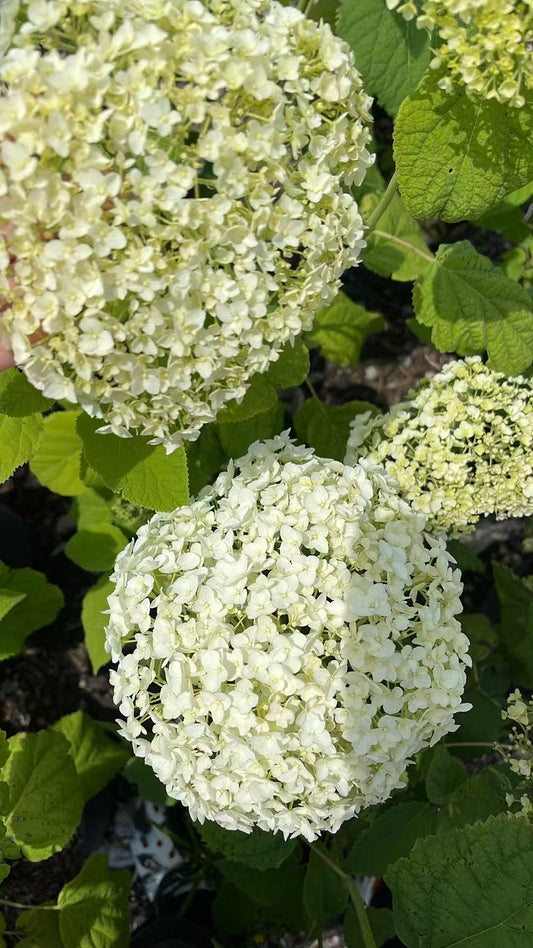 Hydrangea Arborescens 'Annabelle'
