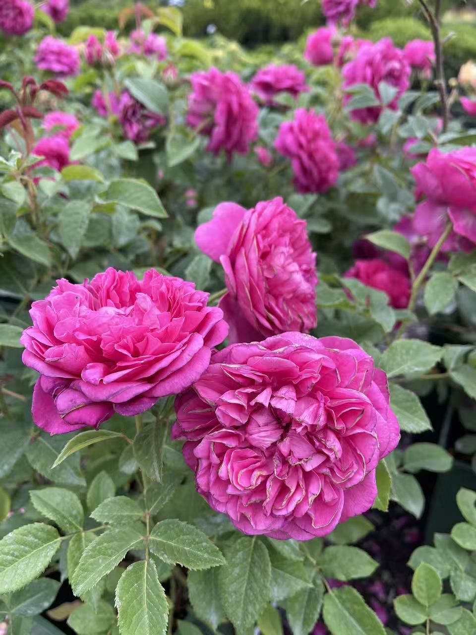 Princess Anne David Austin Rose