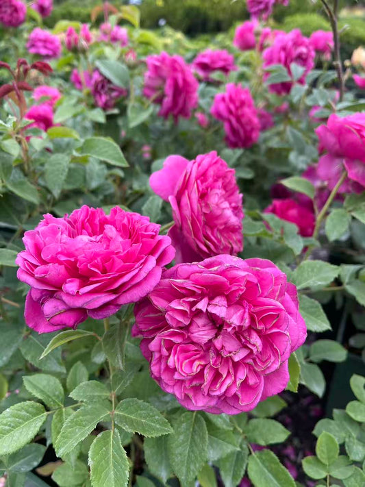 Princess Anne David Austin Rose