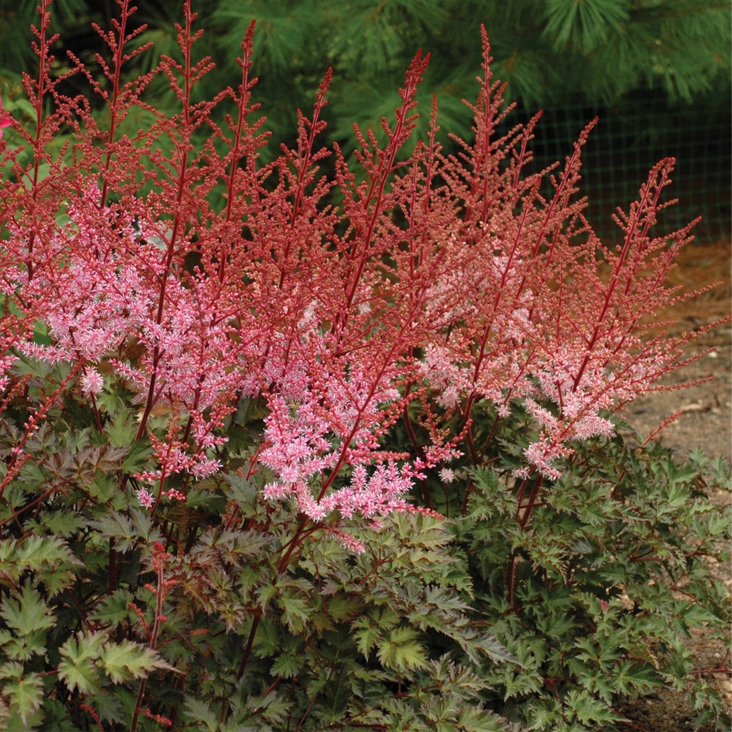 Astilbe 'Delft Lace'