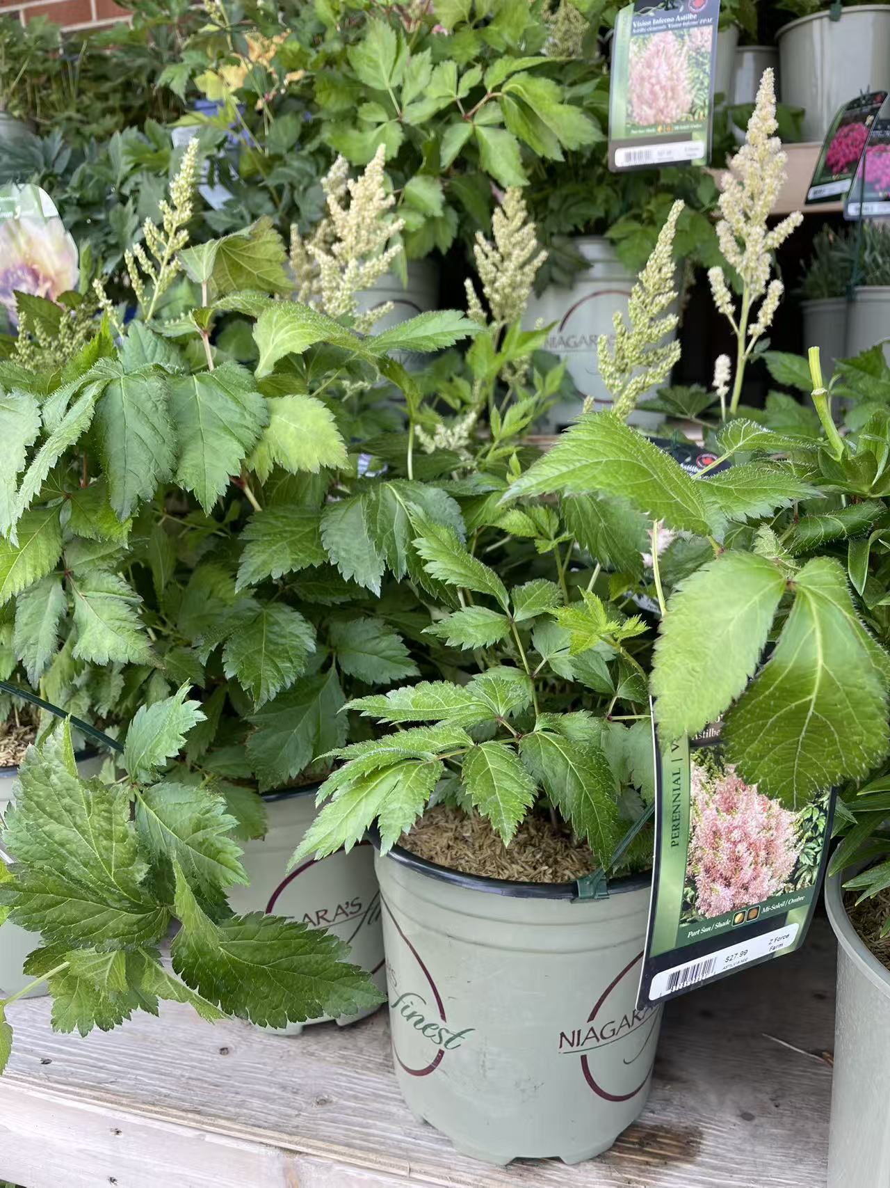 Astilbe 'Vision Inferno'