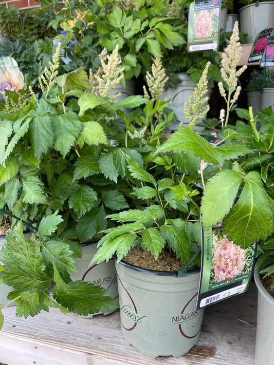 Astilbe 'Vision Inferno'