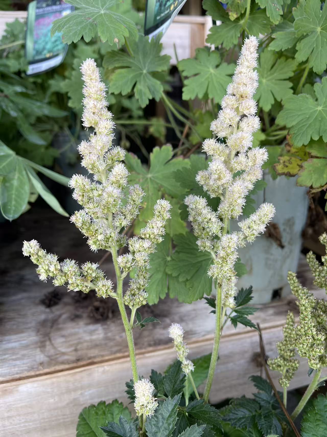Astilbe 'Vision Inferno'
