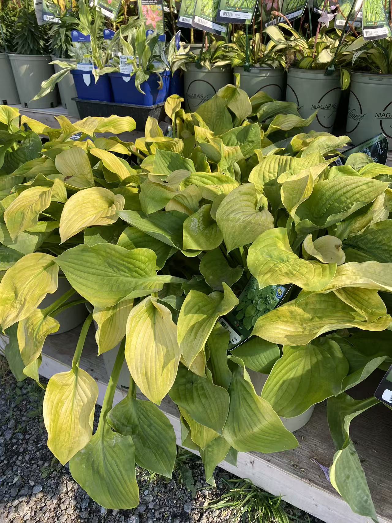 Hosta 'August Moon'