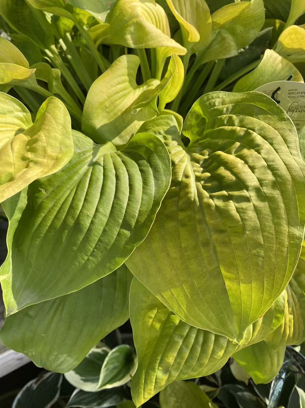 Hosta 'August Moon'