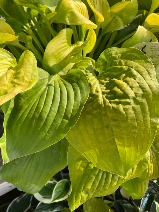 Hosta 'August Moon'