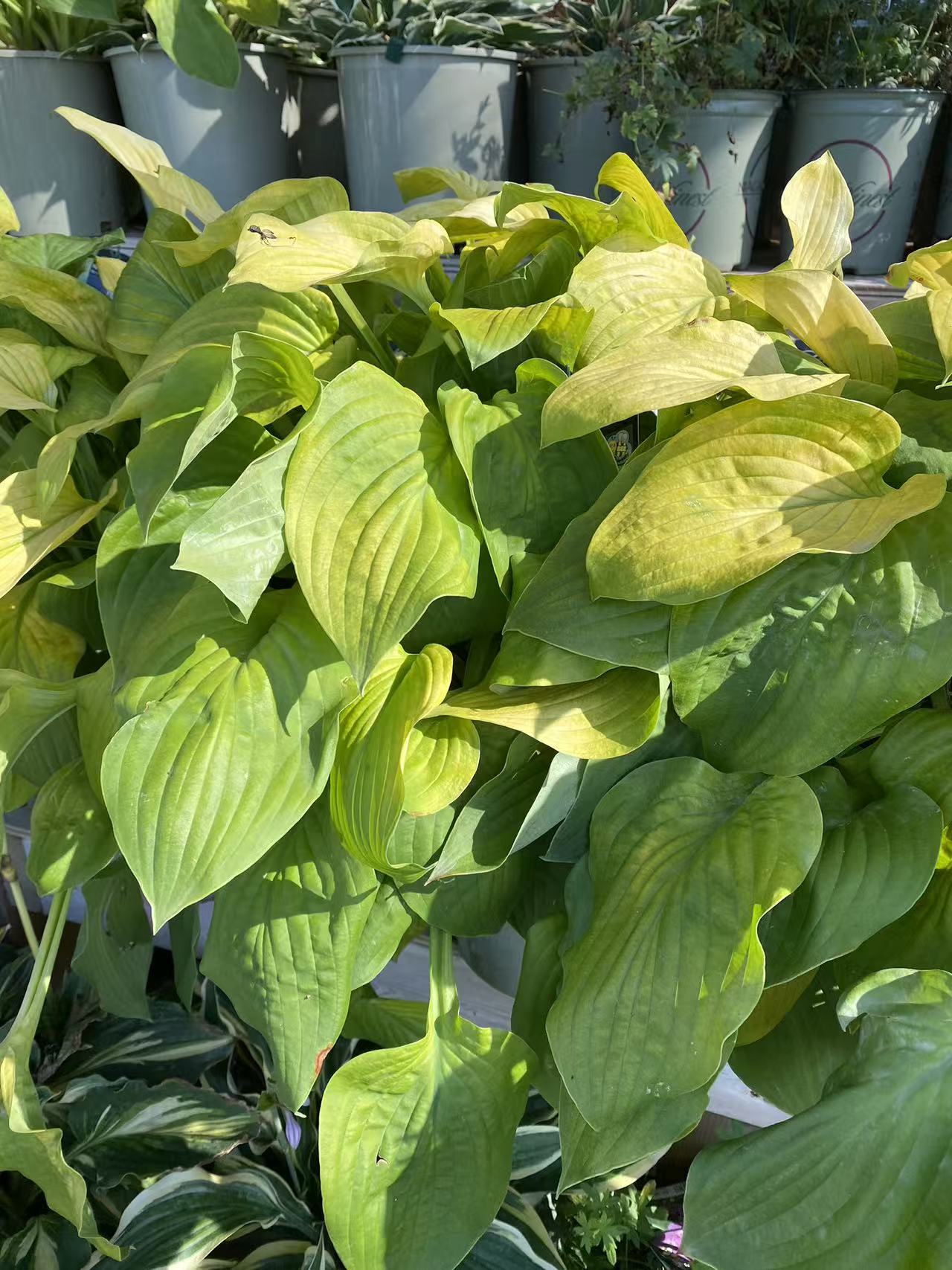 Hosta 'August Moon'