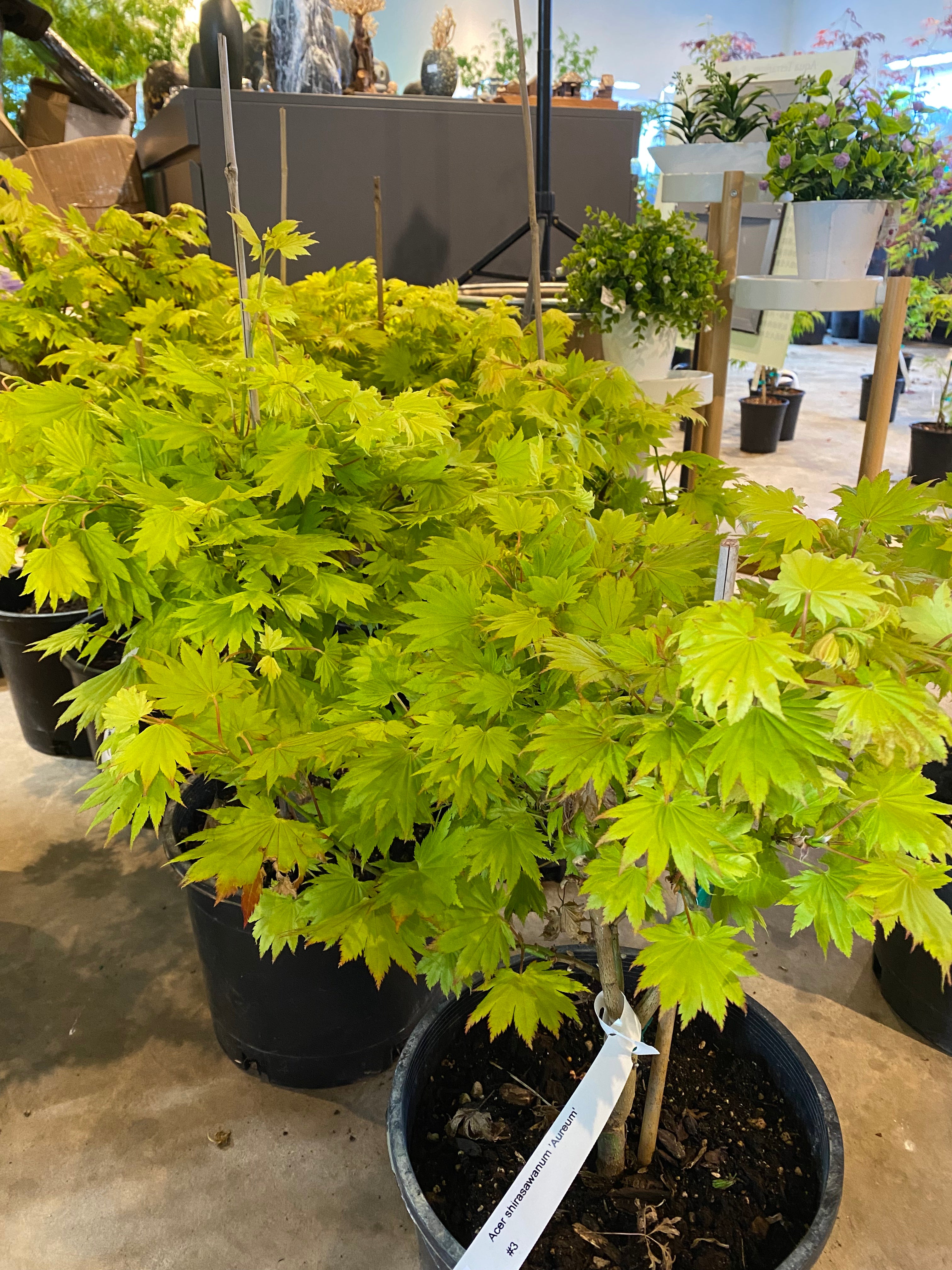 Trees for Sale Toronto | Japanese Maple, Shade & Flowering Trees