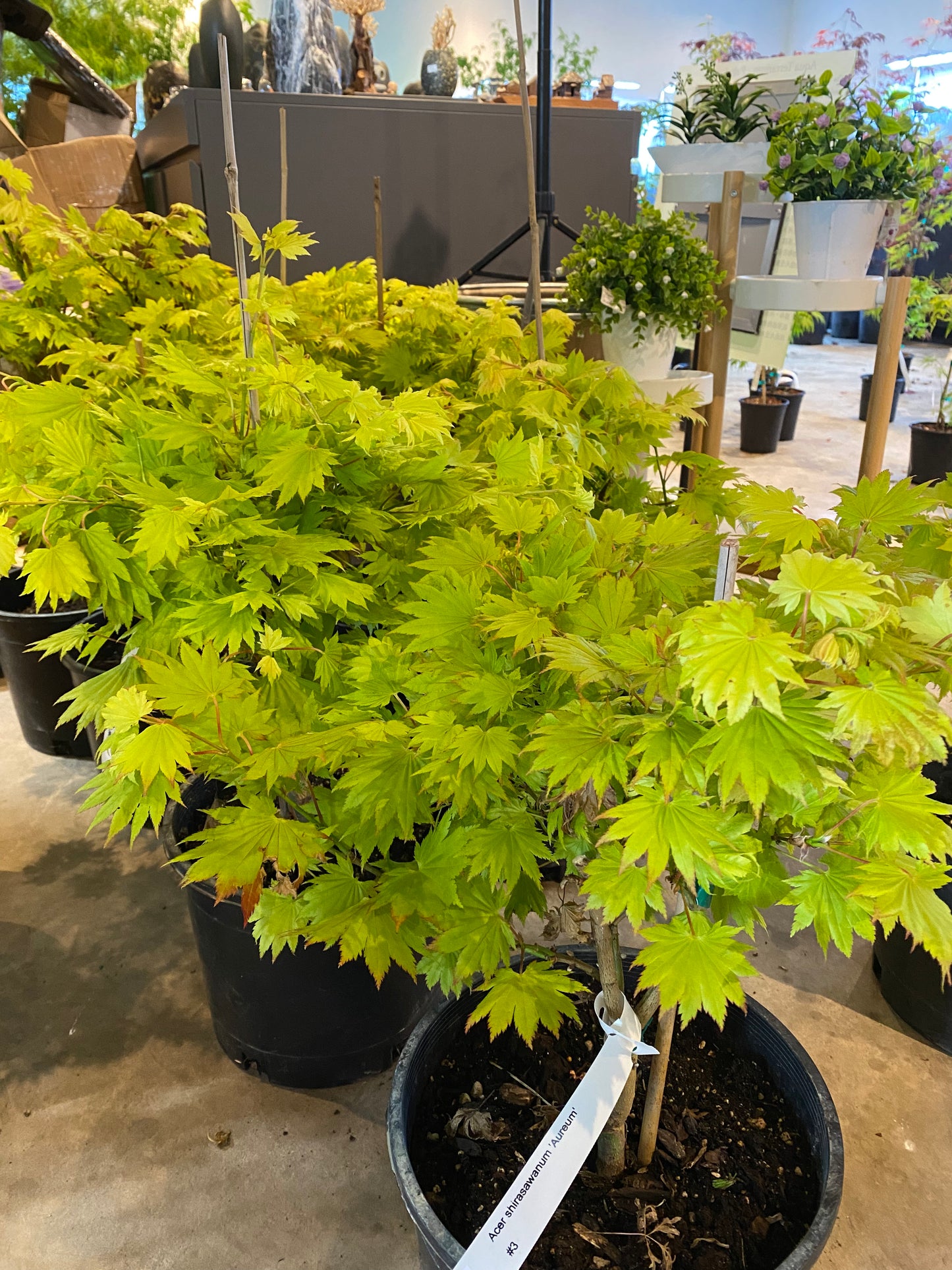 Acer Shirasawanum 'Aureum'/ "Golden Full Moon"