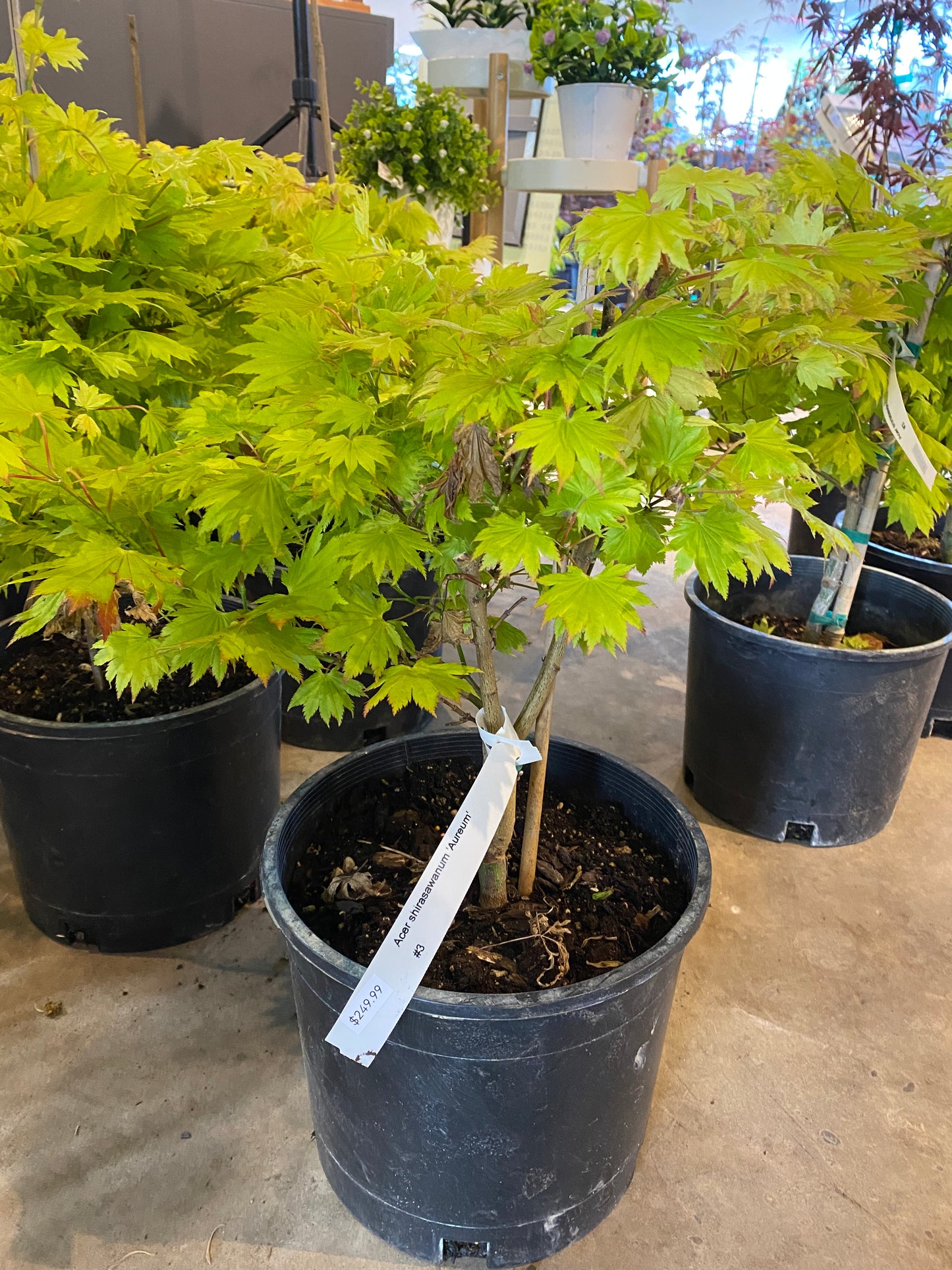 Acer Shirasawanum 'Aureum'/ "Golden Full Moon"