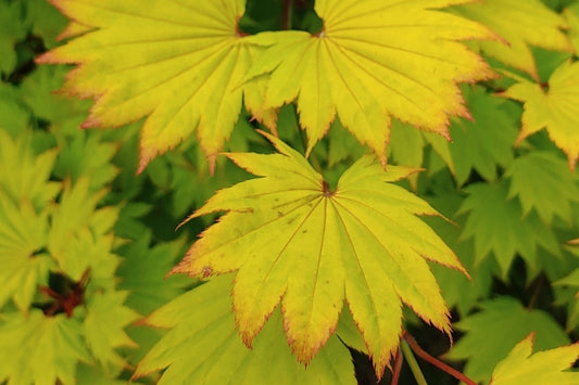 Acer Shirasawanum 'Aureum'/ "Golden Full Moon"
