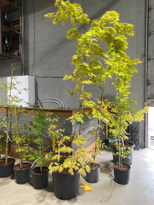 Acer shirasawanum 'Autumn Moon'