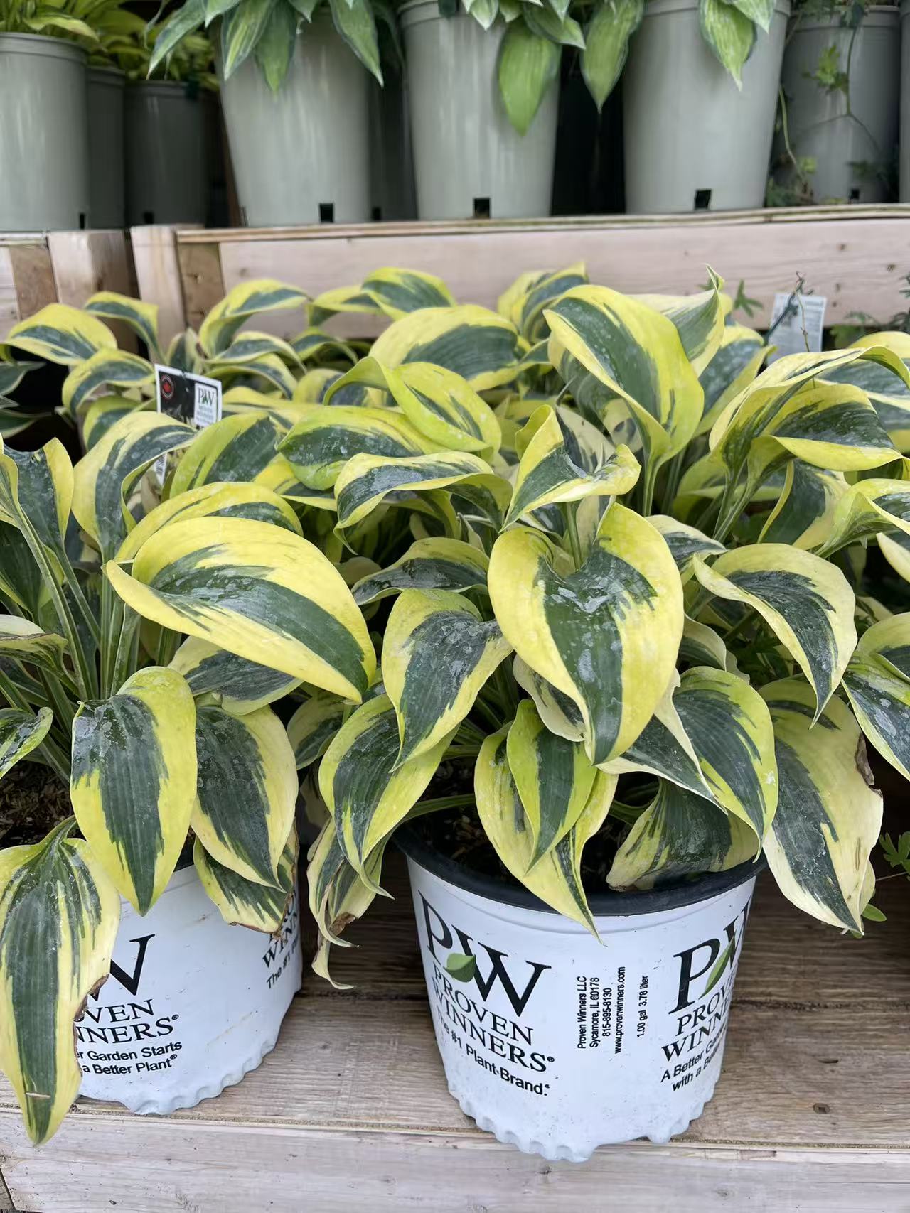 Hosta 'Autumn Frost'