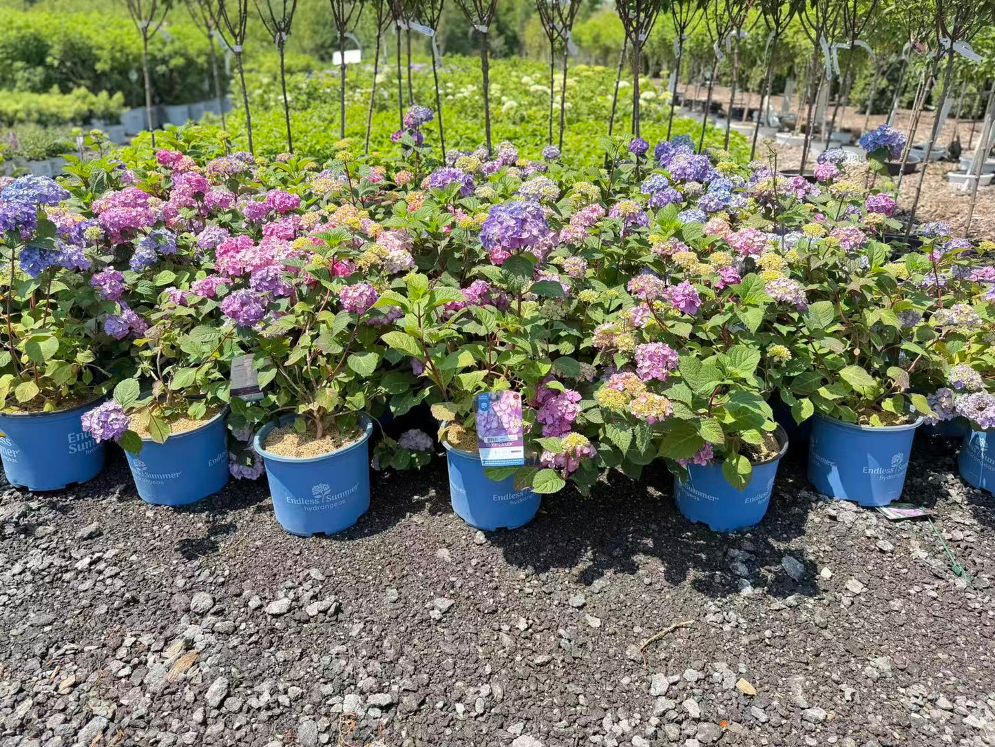 Hydrangea macrophylla Endless Summer 'BloomStruck'