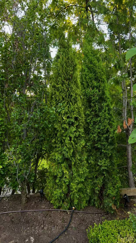 Emerald Cedar 10–11 Ft (A Grade)