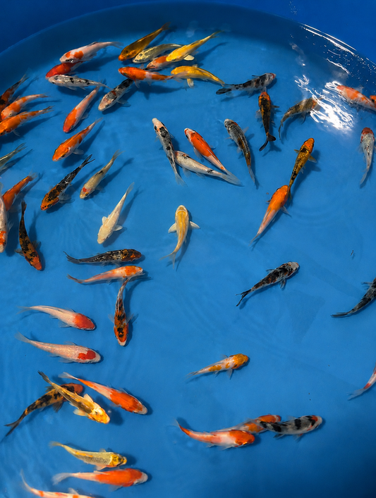 Premium Baby Koi Fish (2–3 Inches)