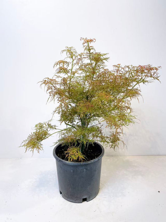 Acer Palmatum  Baby Lace
