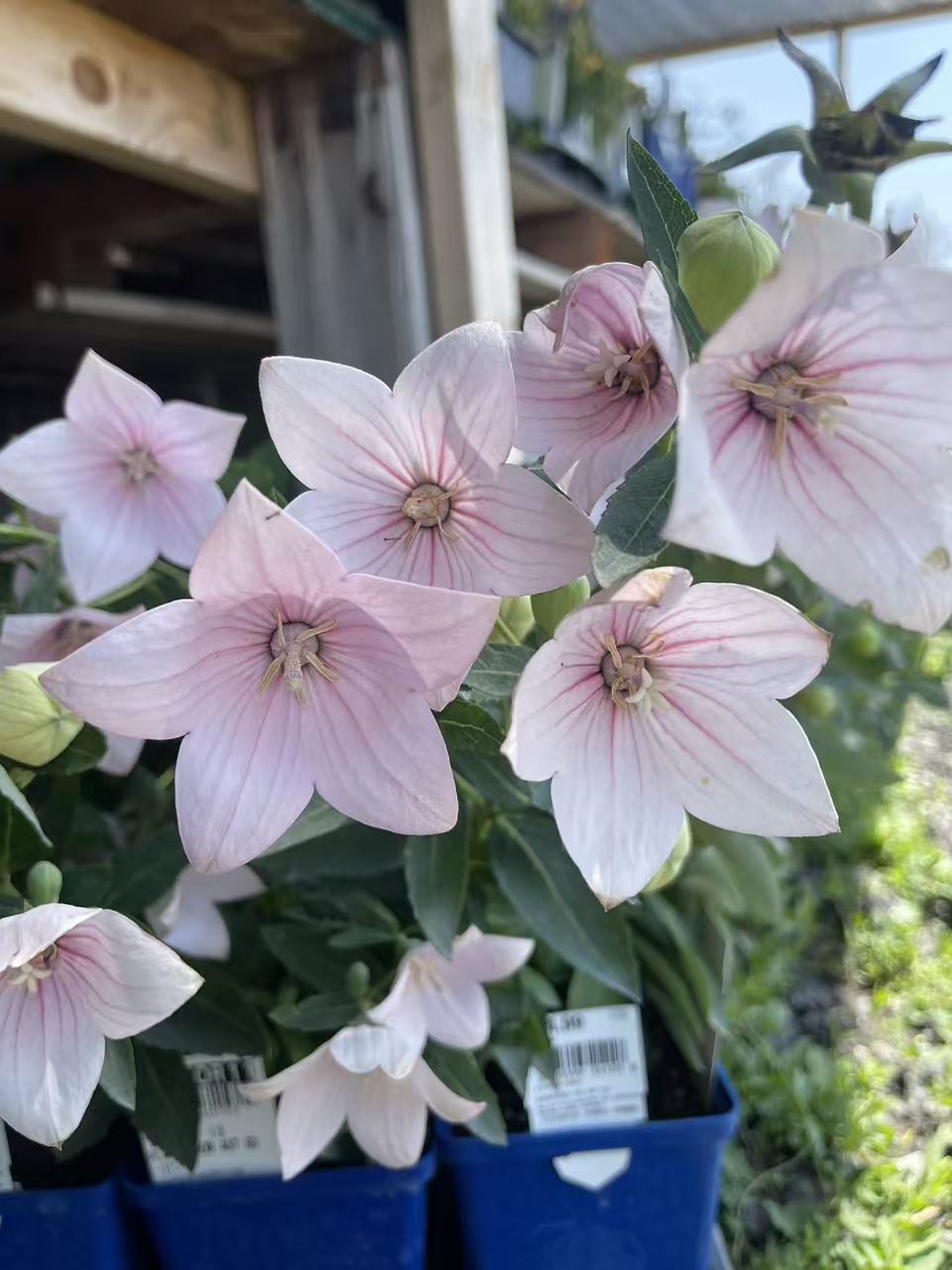 Platycodon grandiflorus Balloon Flower Pink
