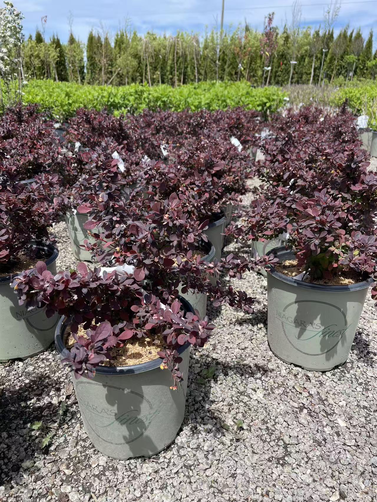 Royal Burgundy Barberry