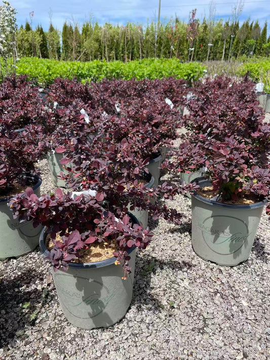 Royal Burgundy Barberry