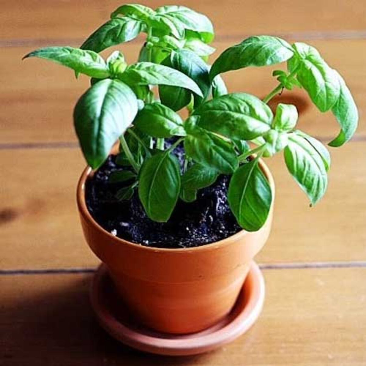 Basil