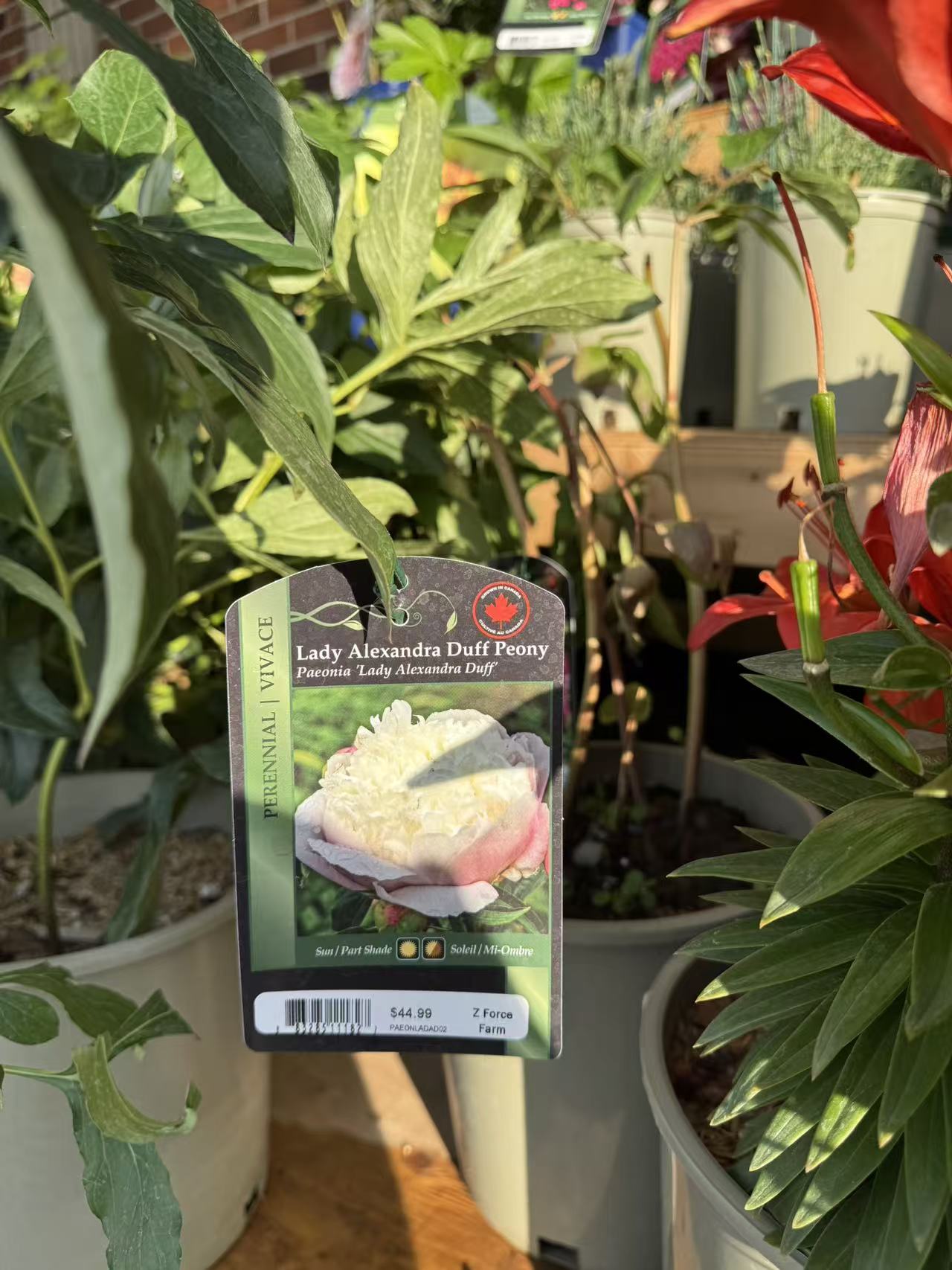 Peony 'Lady Alexandra Duff'
