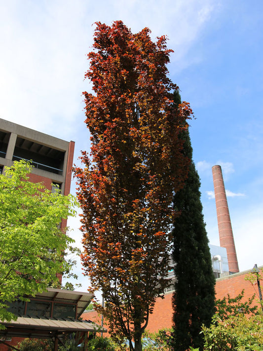 Dawyck purple pyramidal beech