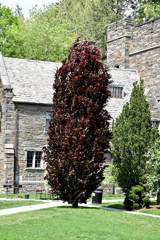 Dawyck purple pyramidal beech