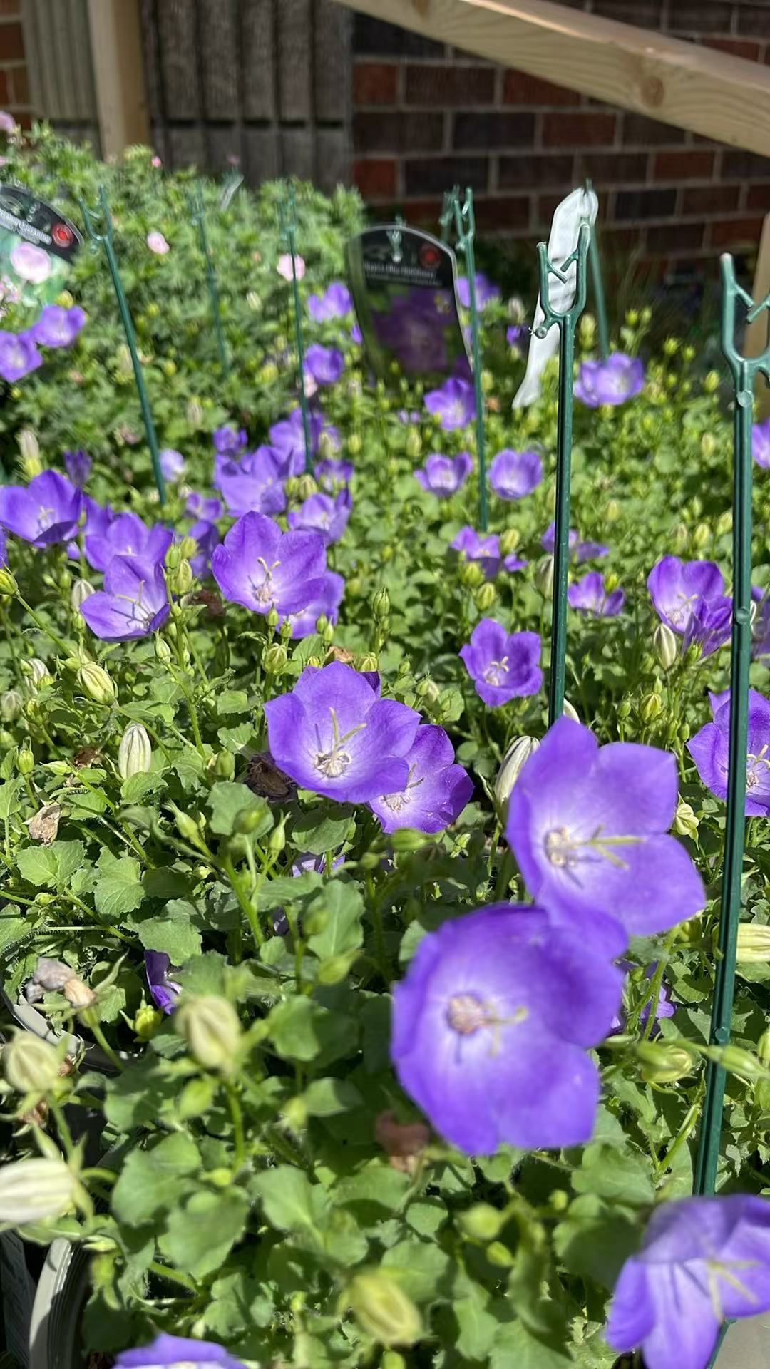 Bellflower 'Rapido Blue'