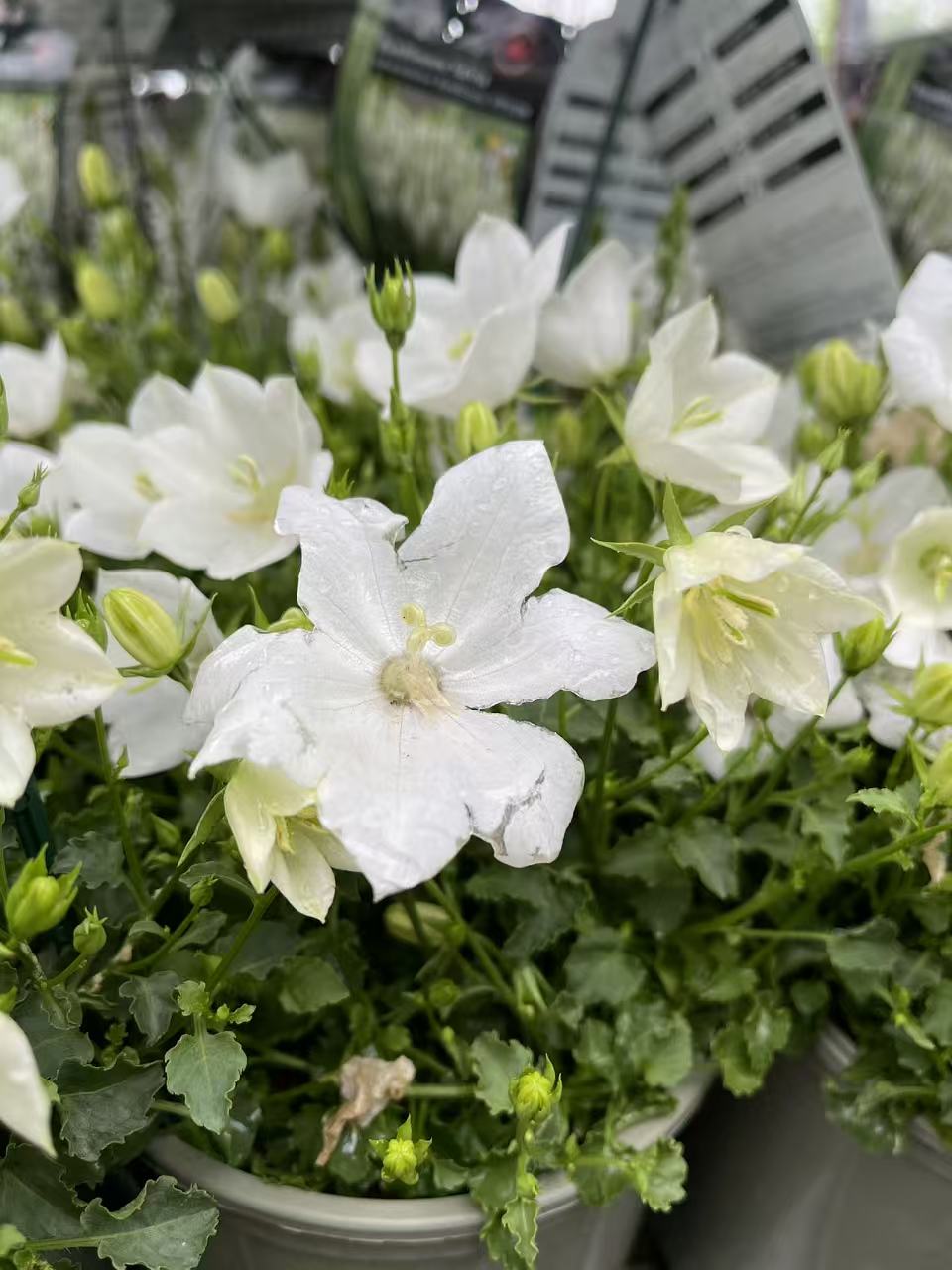 Bellflower 'Rapido White'