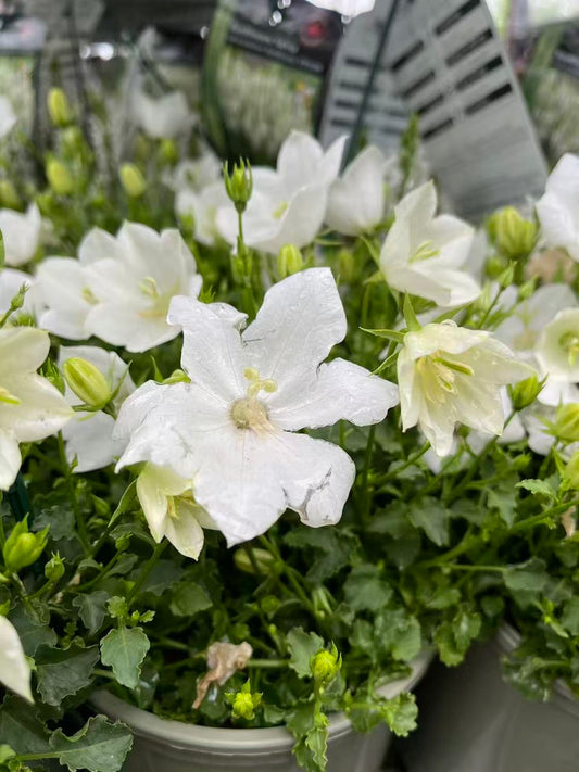 Bellflower 'Rapido White'