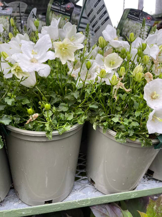 Bellflower 'Rapido White'
