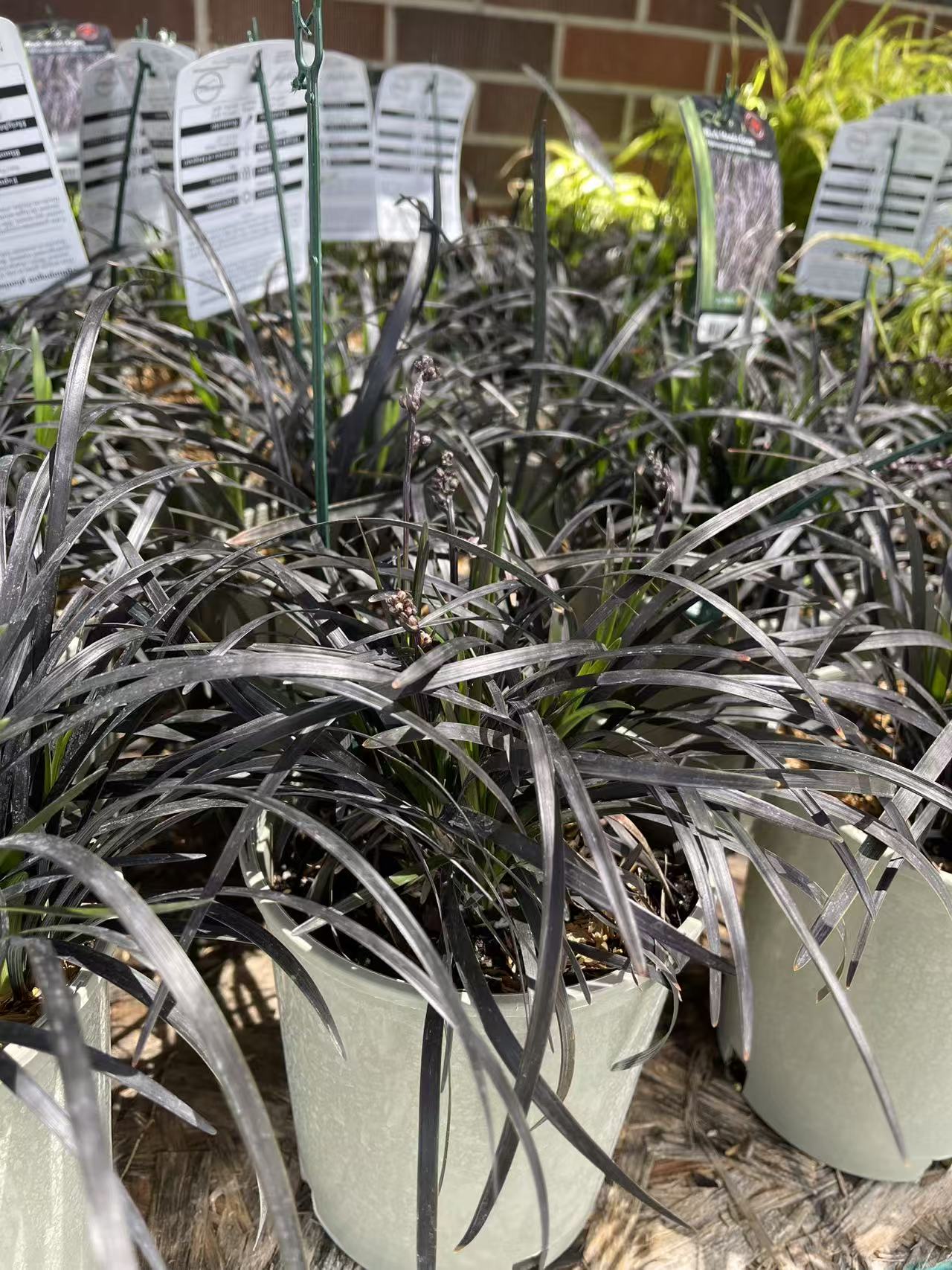 Black Mondo Grass 'Nigrescens'