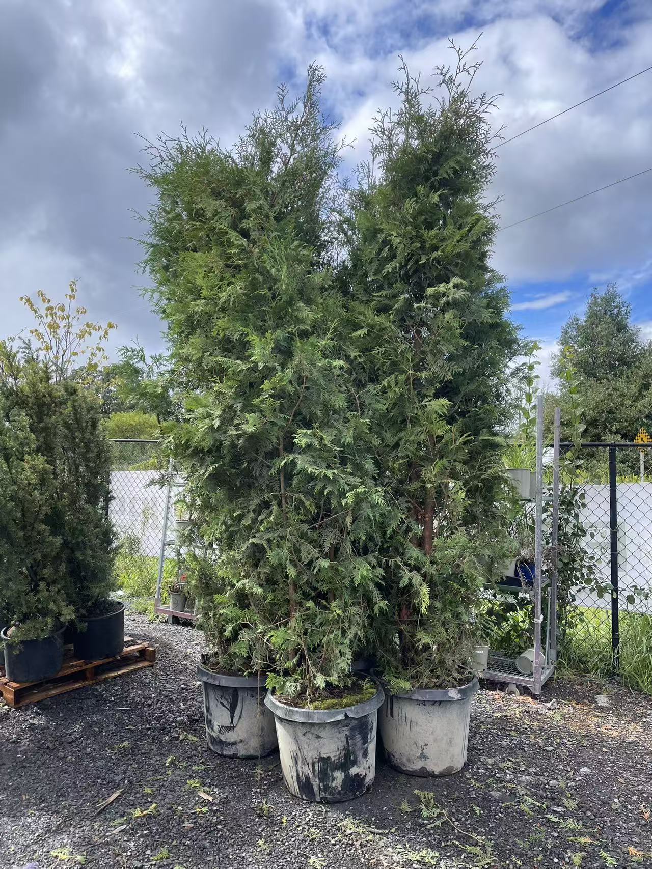 Black Cedar