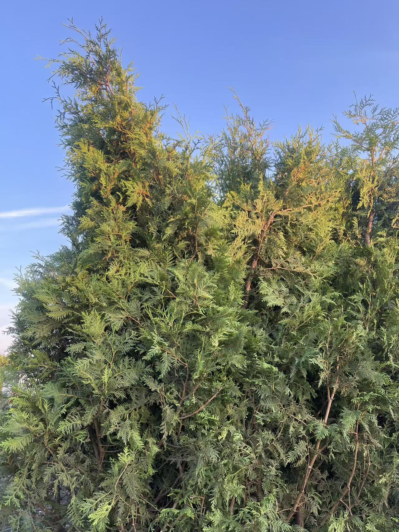 Black Cedar