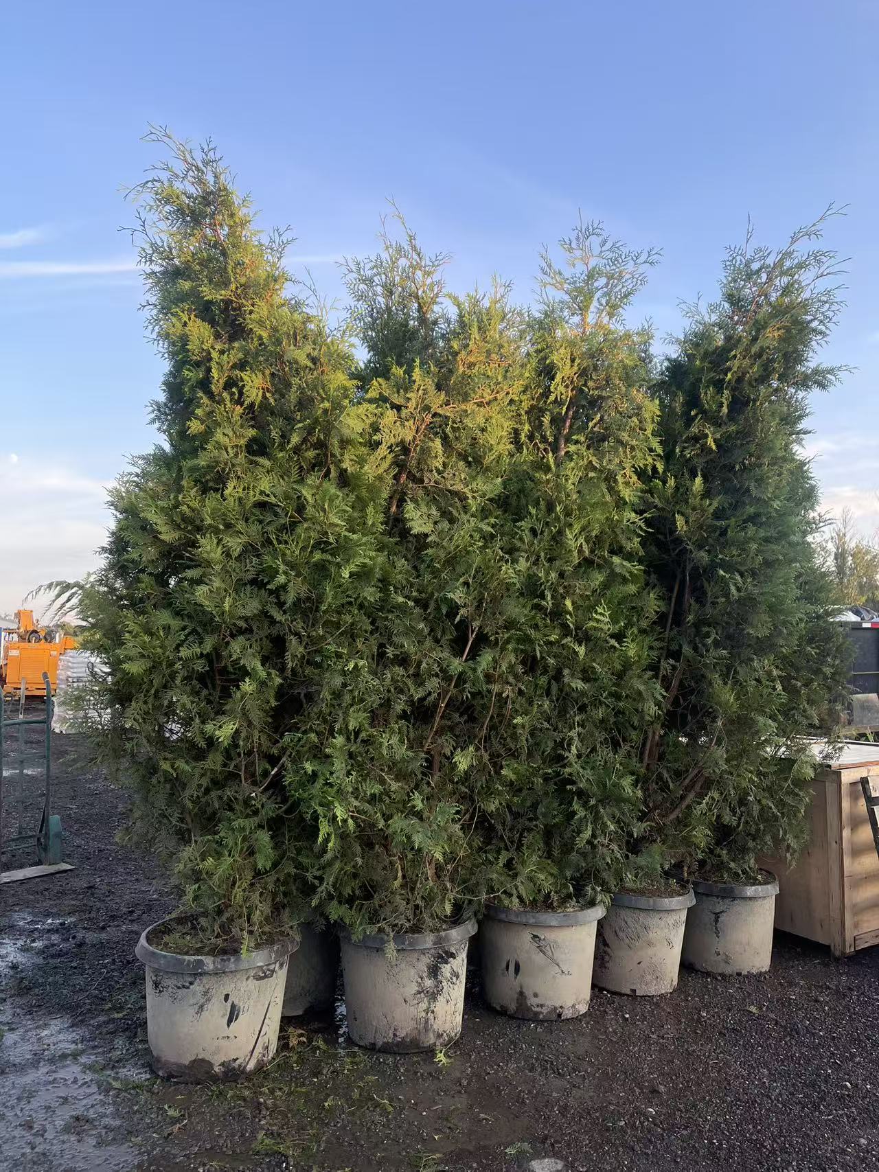 Black Cedar