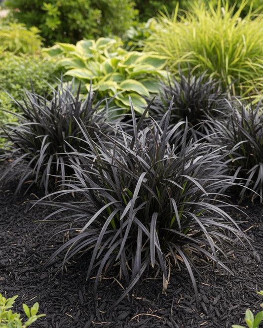 Black Mondo Grass 'Nigrescens'