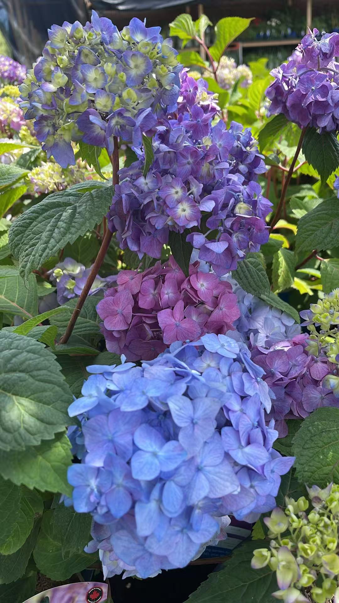 Hydrangea macrophylla Endless Summer 'BloomStruck'