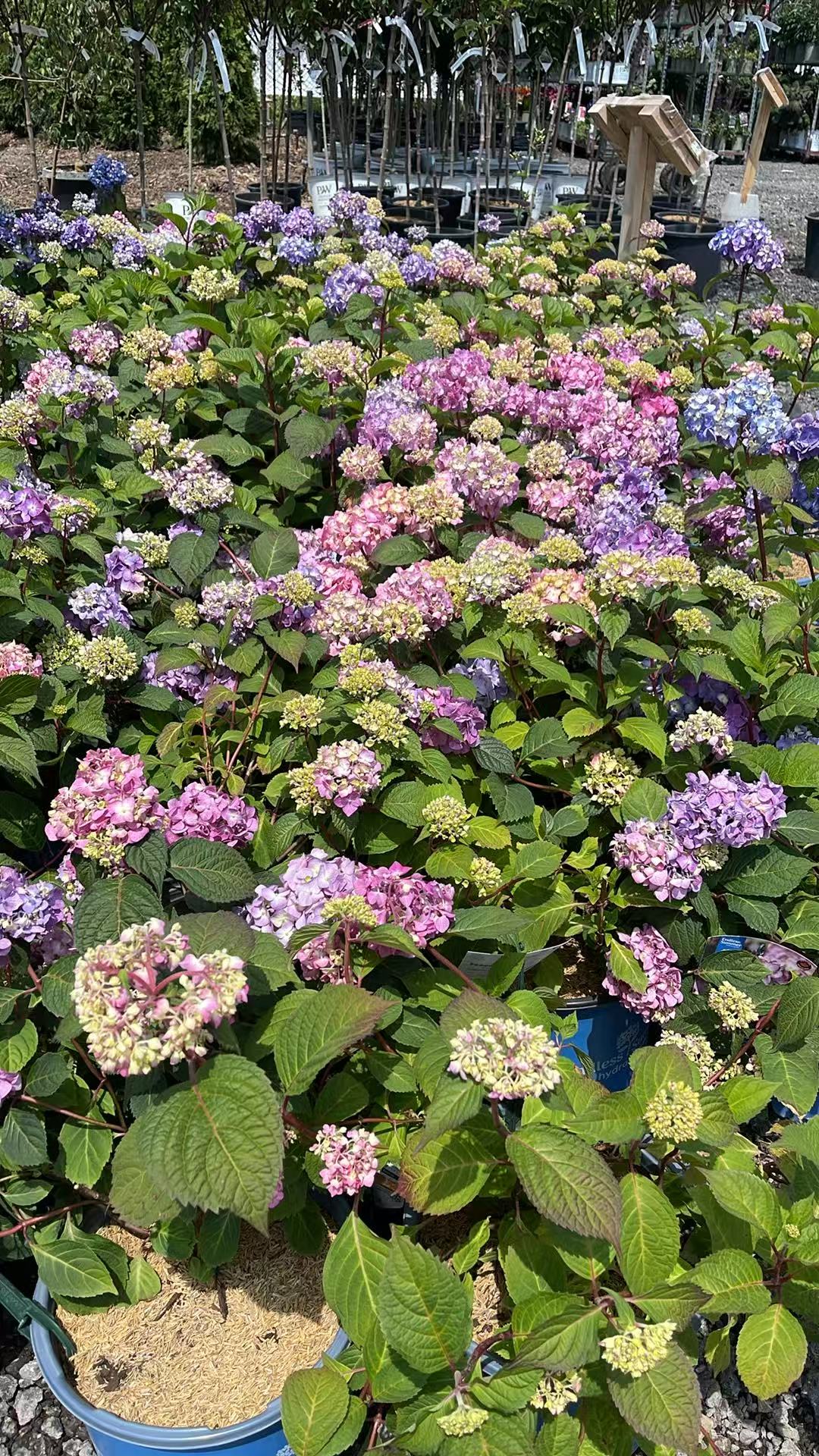 Hydrangea macrophylla Endless Summer 'BloomStruck'