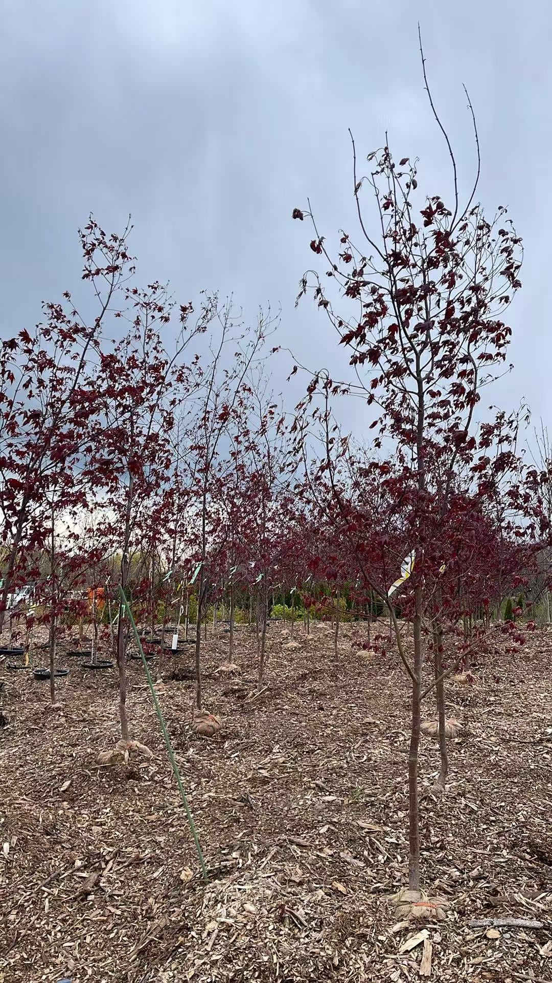 Acer Palmatum 'BloodGood' Single Stem
