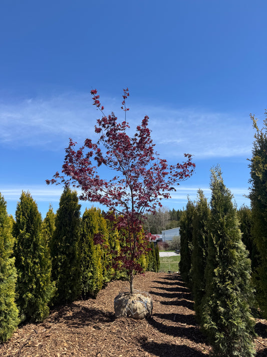Acer Palmatum 'BloodGood' Single Stem