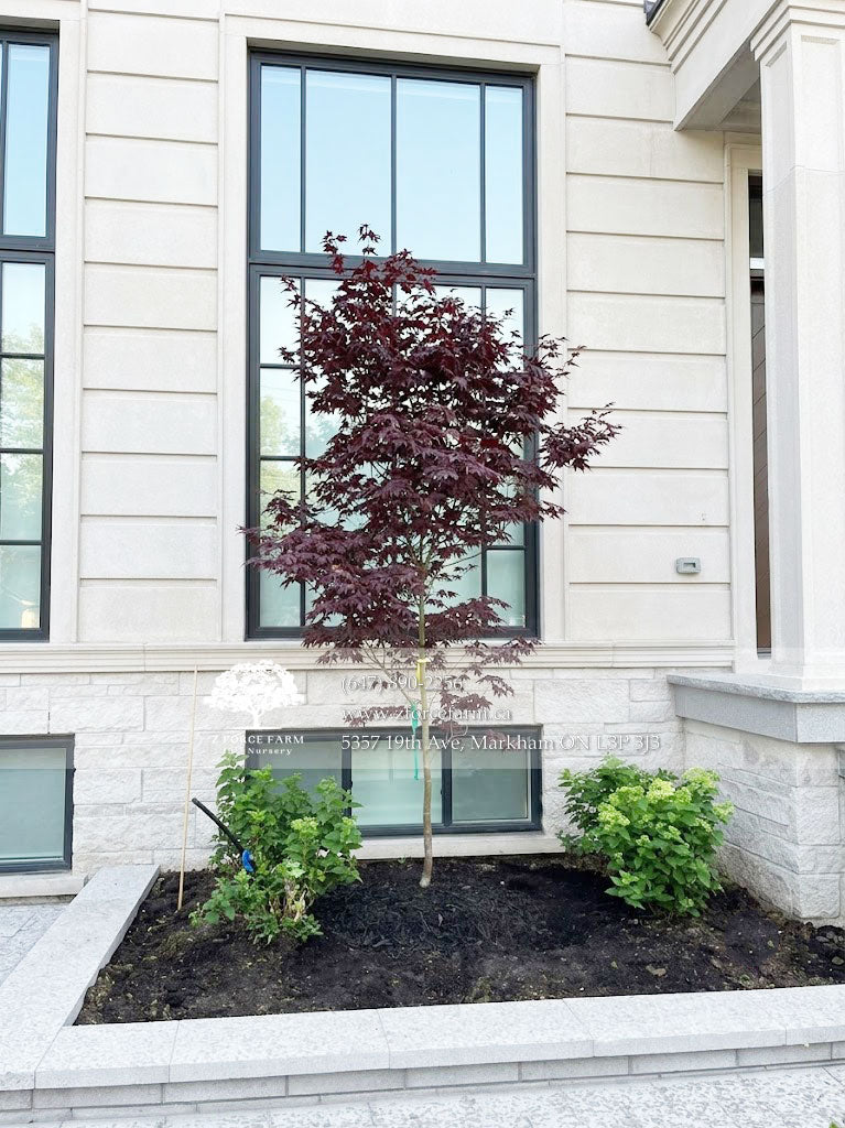 Acer Palmatum 'BloodGood' Single Stem